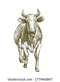 breeding cow. animal husbandry. livestock illustration on a white