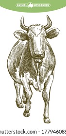 breeding cow. animal husbandry. livestock illustration on a white