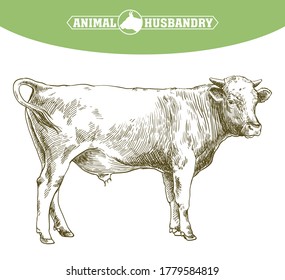 breeding cow. animal husbandry. livestock illustration on a white