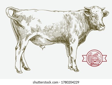 breeding cow. animal husbandry. livestock illustration on a white