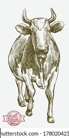 breeding cow. animal husbandry. livestock illustration on a white