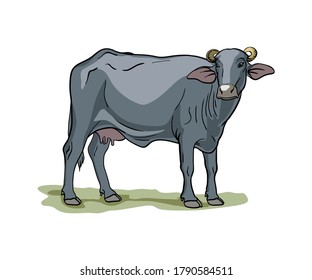 breeding cow. animal husbandry. livestock illustration on a white