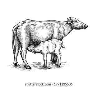 breeding cow. animal husbandry. livestock illustration on a white