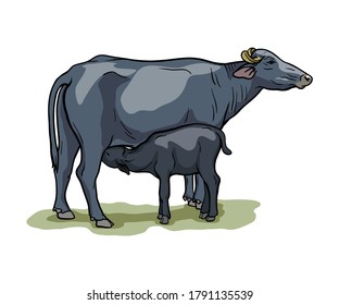 breeding cow. animal husbandry. livestock illustration on a white