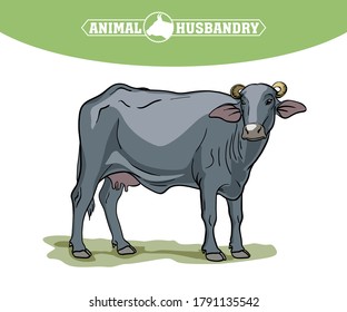 breeding cow. animal husbandry. livestock illustration on a white