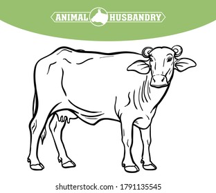 breeding cow. animal husbandry. livestock illustration on a white