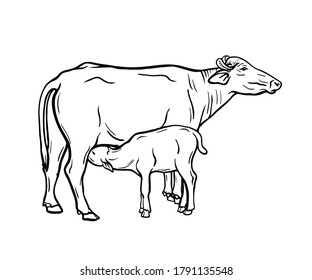 Breeding Cow Animal Husbandry Livestock Illustration Stock Vector ...