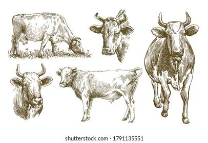 breeding cow. animal husbandry. livestock illustration on a white background