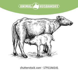 breeding cow. animal husbandry. livestock illustration on a white