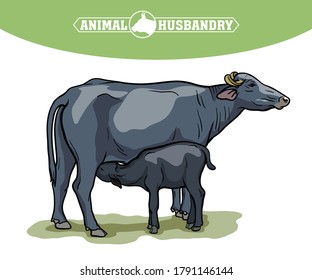 breeding cow. animal husbandry. livestock illustration on a white