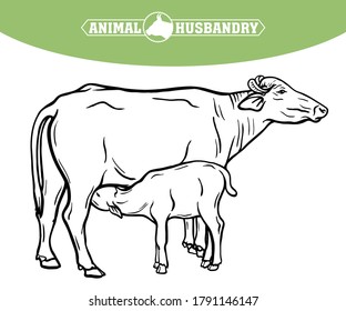 breeding cow. animal husbandry. livestock illustration on a white