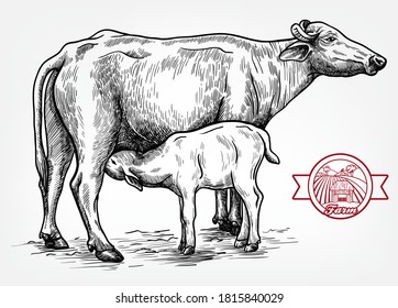 breeding cow. animal husbandry. livestock illustration on a white