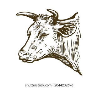 breeding cow. animal husbandry. livestock illustration on a white