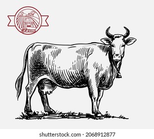 breeding cow. animal husbandry. livestock illustration on a white