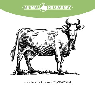 breeding cow. animal husbandry. livestock illustration on a white