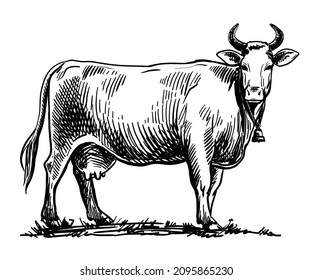 breeding cow. animal husbandry. livestock illustration on a white