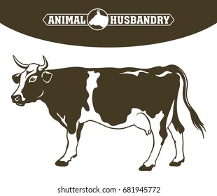 breeding cow. animal husbandry. livestock