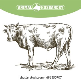 breeding cow. animal husbandry. livestock