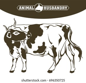 breeding cow. animal husbandry. livestock