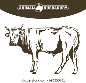 breeding cow. animal husbandry. livestock