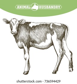 breeding cow. animal husbandry. livestock