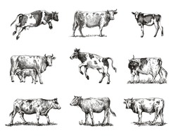 Breeding Cow. Animal Husbandry. Sketches On A Grey Background