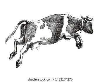 breeding cow. grazing cattle. animal husbandry. livestock. vector sketch on a grey background