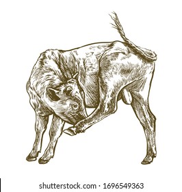 breeding cow. grazing cattle. animal husbandry. livestock. illustration on a white background