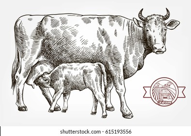 breeding cow. grazing cattle. animal husbandry. livestock. vector sketch on a grey background