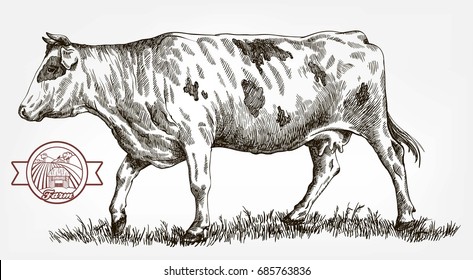 breeding cow. grazing cattle. animal husbandry. livestock. vector sketch on a grey background