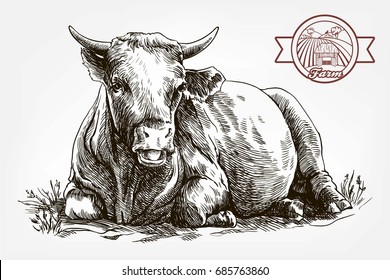 breeding cow. grazing cattle. animal husbandry. livestock. vector sketch on a grey background