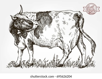 breeding cow. grazing cattle. animal husbandry. livestock. vector sketch on a grey background