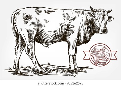 breeding cow. grazing cattle. animal husbandry. livestock. vector sketch on a grey background