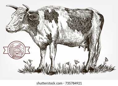 breeding cow. grazing cattle. animal husbandry. livestock. vector sketch on a grey background