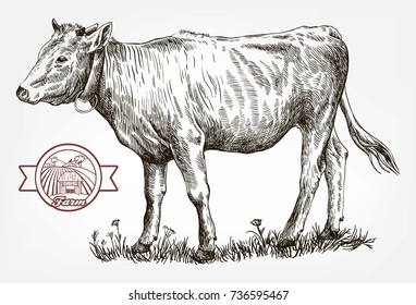 breeding cow. grazing cattle. animal husbandry. livestock. vector sketch on a grey background