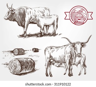 breeding cows. set of sketches made by hand