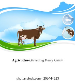 Breeding Dairy Cattle.Milk