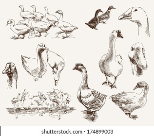 breeding geese. set of vector sketches