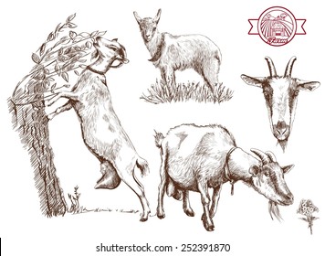 breeding goats. Hand drawn sketches on a gray background