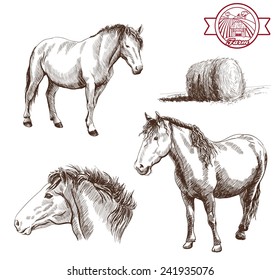 breeding horses. set of vector sketches on a white background