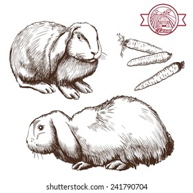breeding rabbits. set of vector sketches on a white background