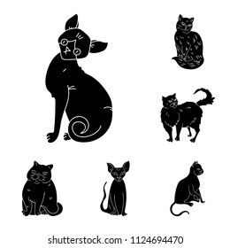 Breeds of cats black icons in set collection for design. Pet cat vector symbol stock web illustration.