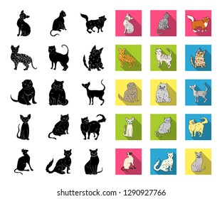 Breeds of cats black,flat icons in set collection for design. Pet cat vector symbol stock web illustration.