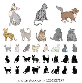 Breeds of cats cartoon, black icons in set collection for design. Pet cat vector symbol stock web illustration.