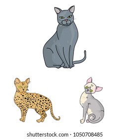 Breeds of cats cartoon icons in set collection for design. Pet cat vector symbol stock web illustration.
