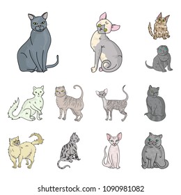 Breeds of cats cartoon icons in set collection for design. Pet cat vector symbol stock web illustration.