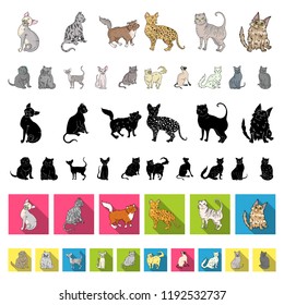Breeds of cats cartoon icons in set collection for design. Pet cat vector symbol stock web illustration.