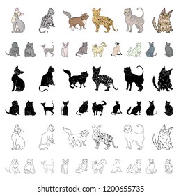 Breeds of cats cartoon icons in set collection for design. Pet cat vector symbol stock web illustration.