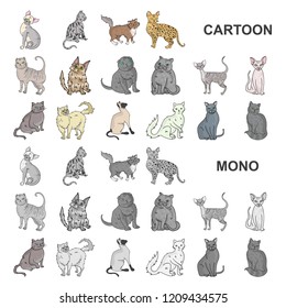Breeds of cats cartoon icons in set collection for design. Pet cat vector symbol stock web illustration.