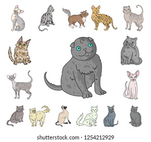 Breeds of cats cartoon icons in set collection for design. Pet cat vector symbol stock web illustration.